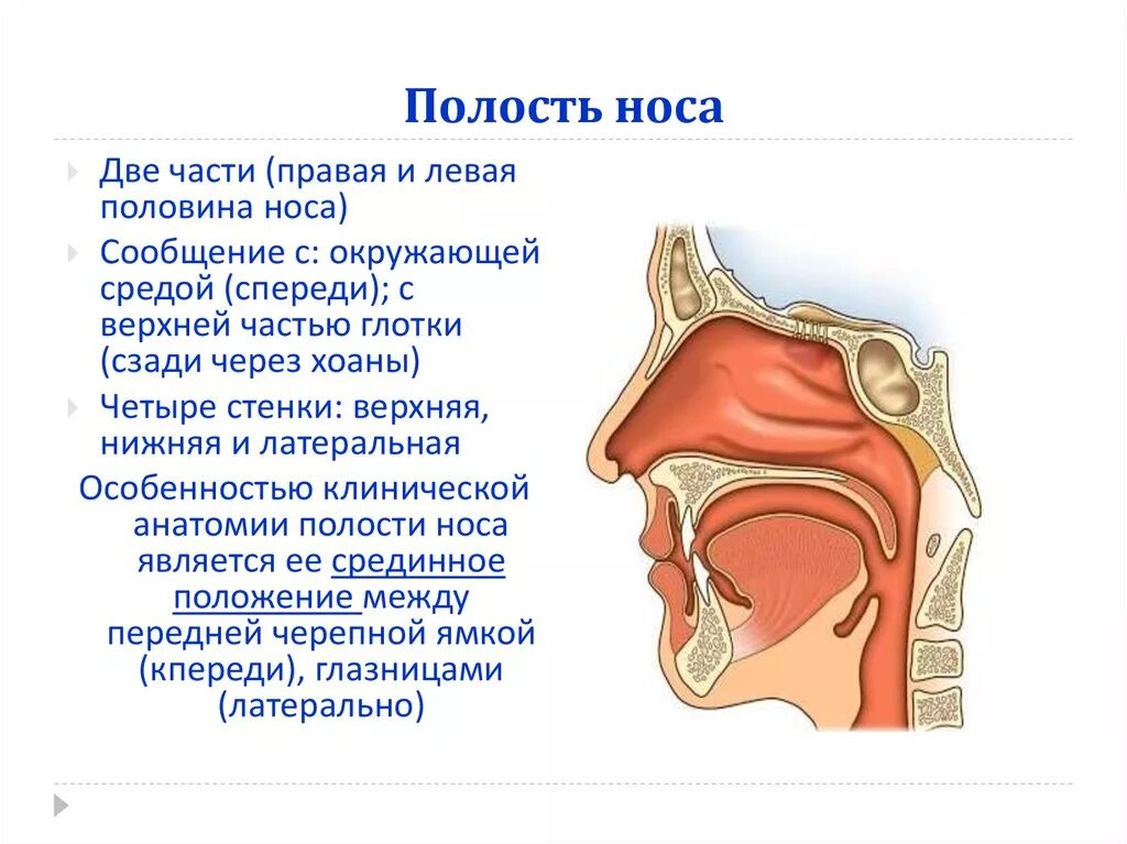 Значение носоглотки человека. Полость носа спереди открывается. Носовая полость строение анатомия. Полость носа анатомия строение. Полость носа спереди ограничена.