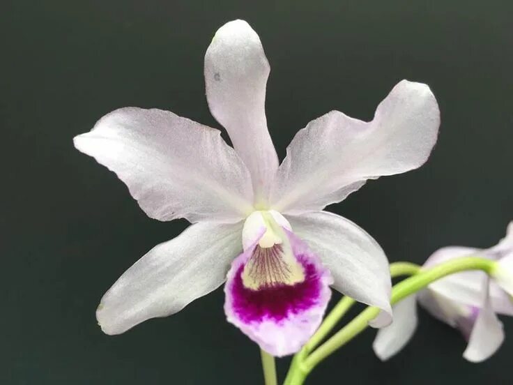 Х self. Cattleya bowringiana. cattleya jenmanii alba pincelada x self.