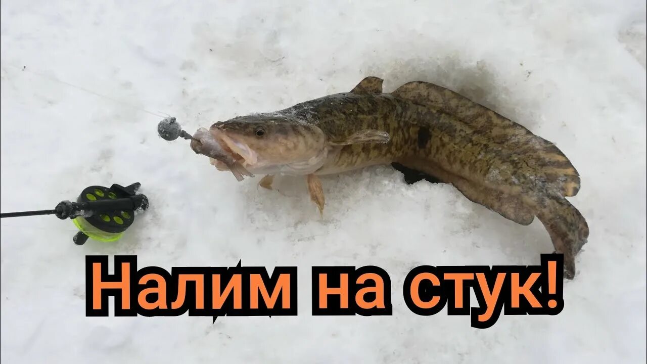 Рыбалка на налима зимой на стукалку. Зимняя рыбалка на налима. Стукалка на налима. Налим на стук. Рыбалка на налима зимой на стукалку.
