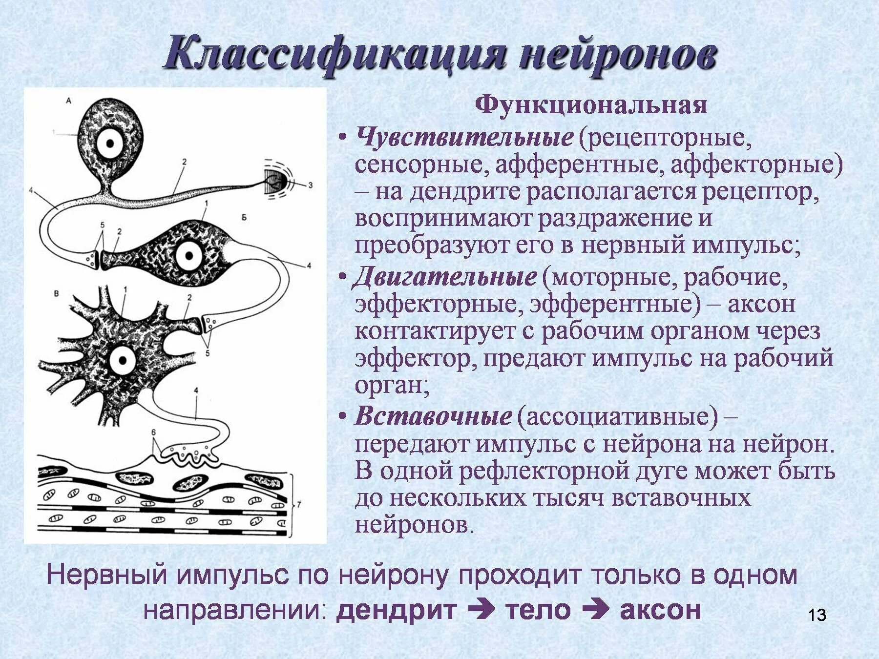 Функциональная классификация нейронов. Аксон двигательного нейрона функции. Вставочные Нейроны классификация. Морфологическая и функциональная классификация нейронов.