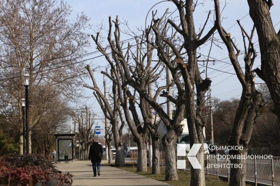 Симферопольские деревья. Обрезка деревьев Симферополь. Деревья в Осетии. Осетия Обрезанные деревья. Купить дерево в симферополе