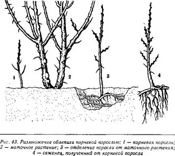 Молодая поросль как пишется