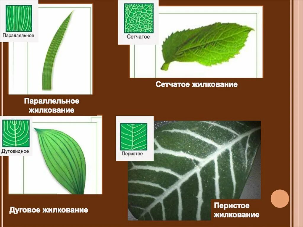 Параллельное 2 дуговидное 3 пальчатое 4 перистое. Параллельное жилкование листьев. Дуговое жилкование листовой пластинки у. Жилкование листа 1 параллельное 2 дуговидное. Жилкование: сетчатое (перистое), параллельное, дуговое.