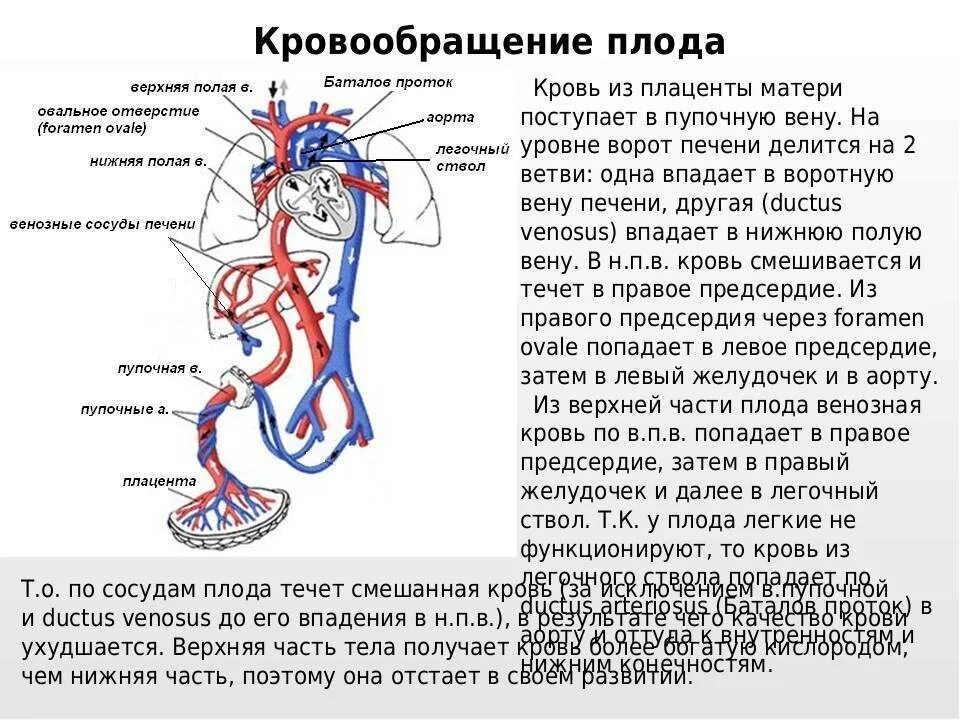 В легкие млекопитающих поступает кровь