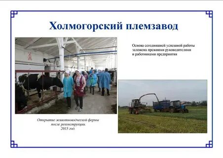 Холмогорский племзавод