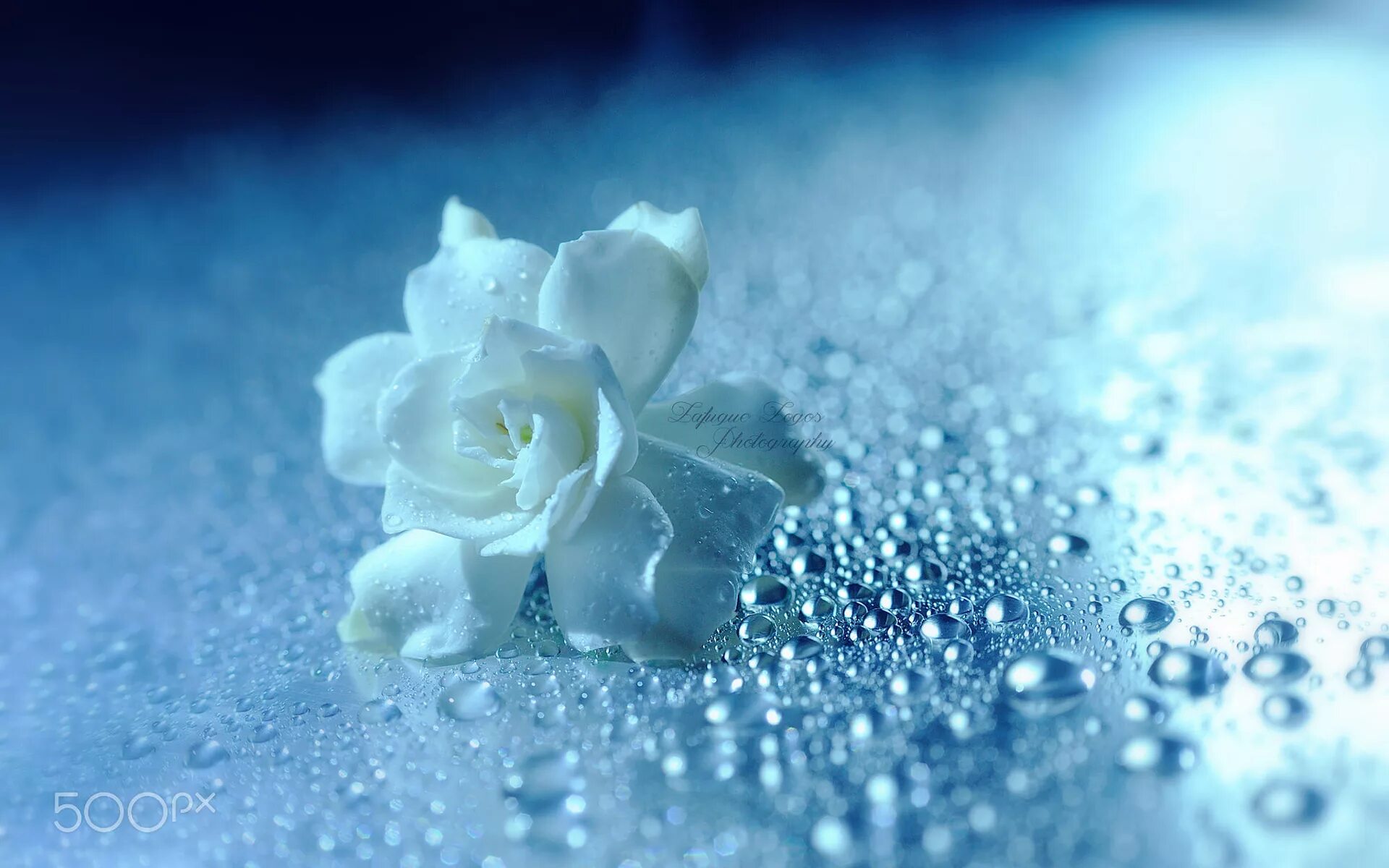 Drop flowers. Цветы с капельками воды. Красивые заставки. Белые цветы. Голубые цветы с каплями росы.