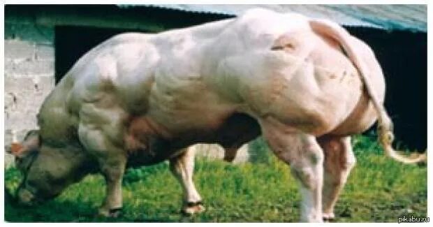 Спортивная свинья. Свинья силач. Сильная свинья. Сильная свинья. Сильная свинья.