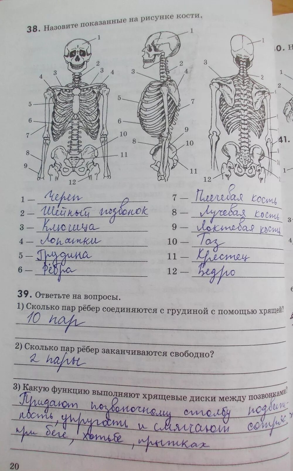 Гдз по биологии 8 класс рабочая тетрадь Соломин. Назовитк показаные на рисунки кости. Назовите показанные на рисунке кости. Биология 8 класс задания.