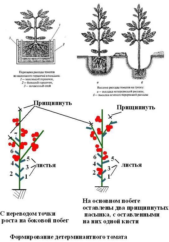 Схема рассады томатов. Схема правильного пасынкования томатов. Томаты детерминантные и индетерминантные. Схема формирования детерминантных томатов. Схема пасынкования томатов открытом грунте.