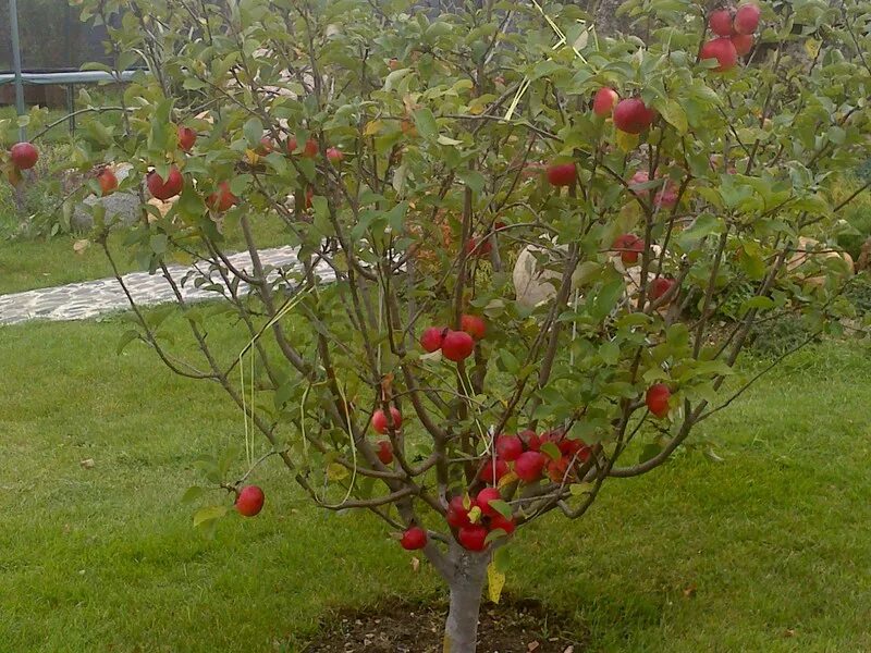 Что можно посадить под яблоней. Клубника вокруг яблони. Земляника под плодовыми деревьями. Розы рядом с плодовыми деревьями. Под яблоней.