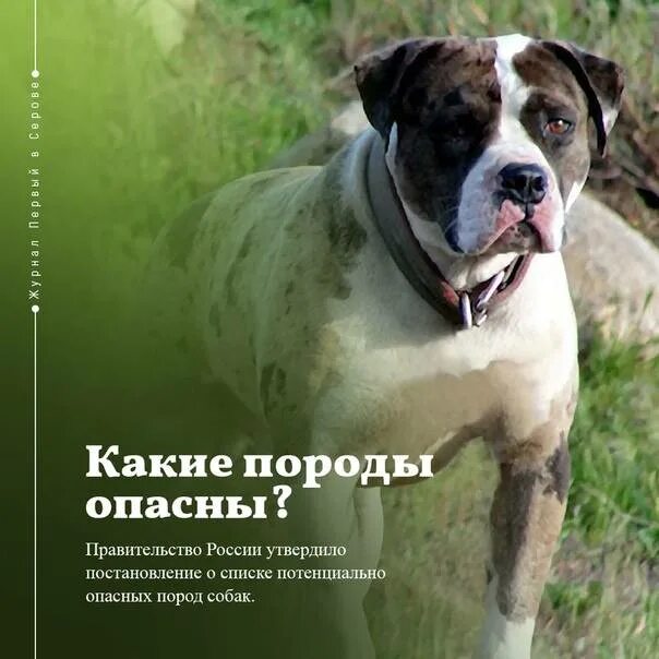 Опасные породы собак список с фото. Опасные породы собак список 2023. Опасные породы собак список с фото. 11. Перечень опасных пород собак.