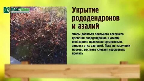 Рододендрон надо укрывать на зиму