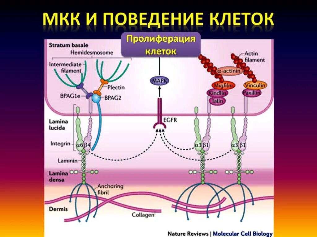 Пролиферация это простыми словами. Пролиферация клеток. Типы клеточной пролиферации. Пролиферация раковых клеток. Пролиферация это в биологии.