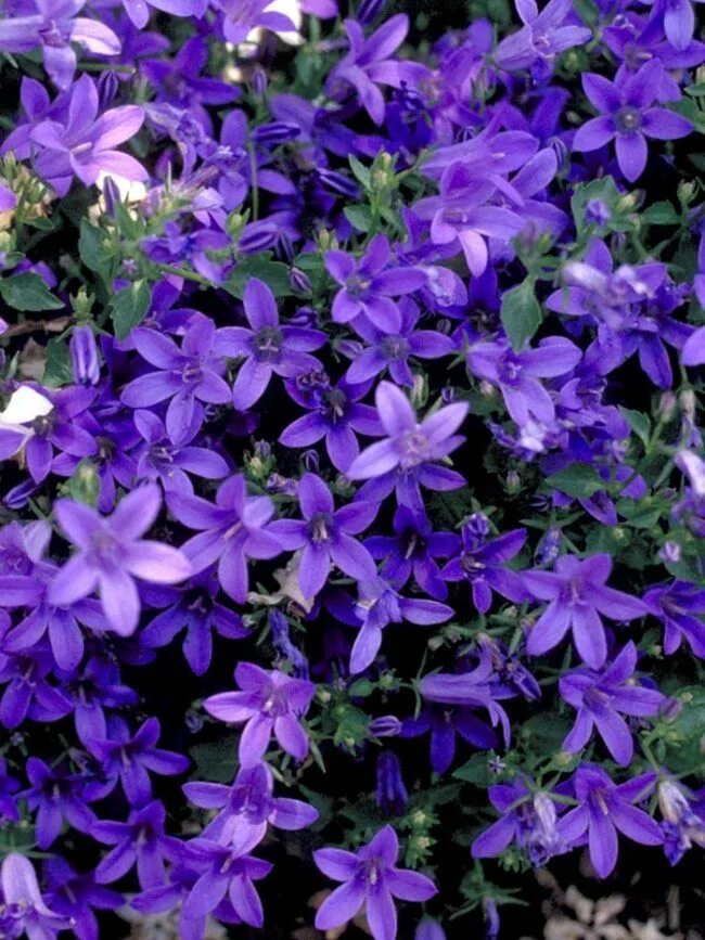 Campanula poscharskyana blue. Колокольчик пожарского портеншлага. Колокольчик кампанелла цветок многолетний. Кампанула пожарского. Campanula poscharskyana.
