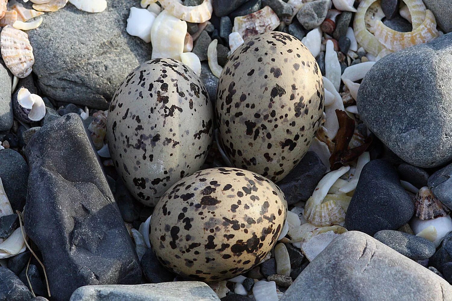 Птичьи яйца. Яйца диких птиц. Необычные яйца птиц. Пятнистые яйца птиц.