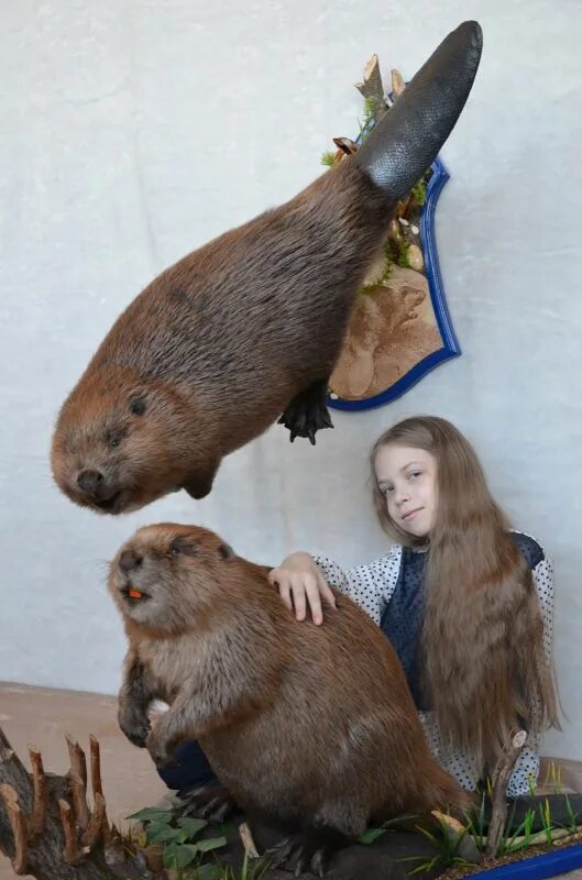 Живого бобра
