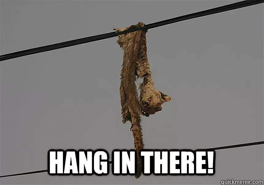 Повешенные кошки. Hang in there. Hang in there Baby. Hang on in there. Держись hang in there.