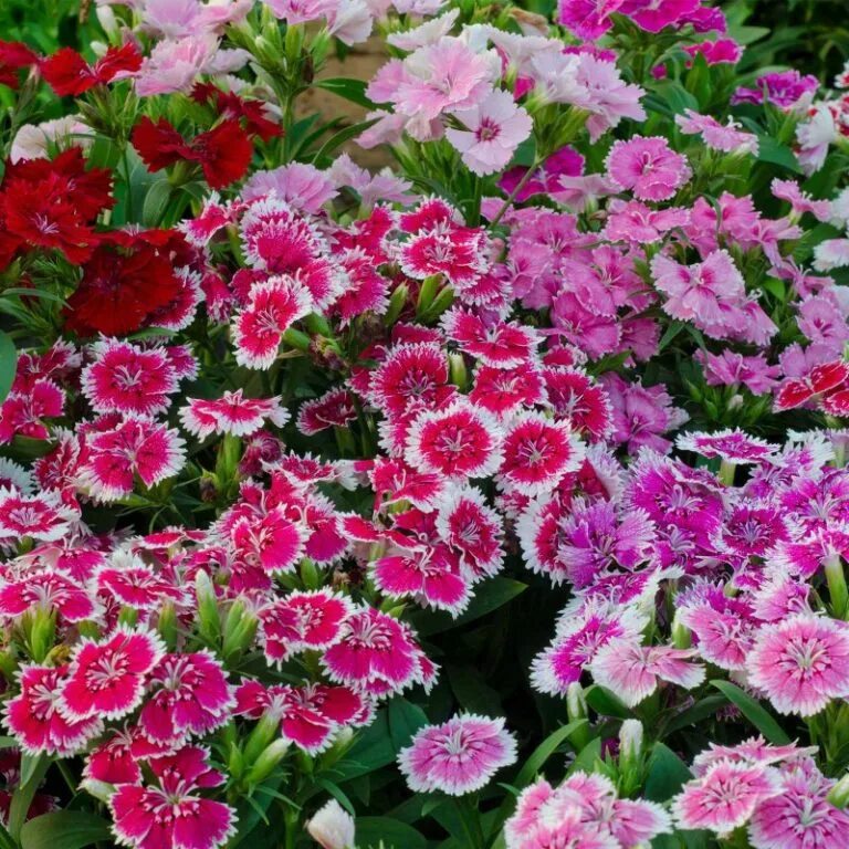 Dianthus chinensis гвоздика китайская. Гвоздика китайская махровая (Dianthus chinensis) "Grace f1" (Salmon). Гвоздика китайская махровая микс. Гвоздика китайская микс