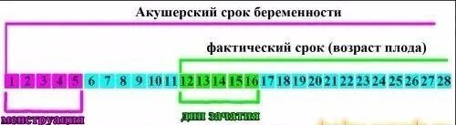 Срок беременности по месячным. Акушерский срок беременности. Как считать срок беременности. Акушерский срок и реальный. Правильный подсчет срока беременности.