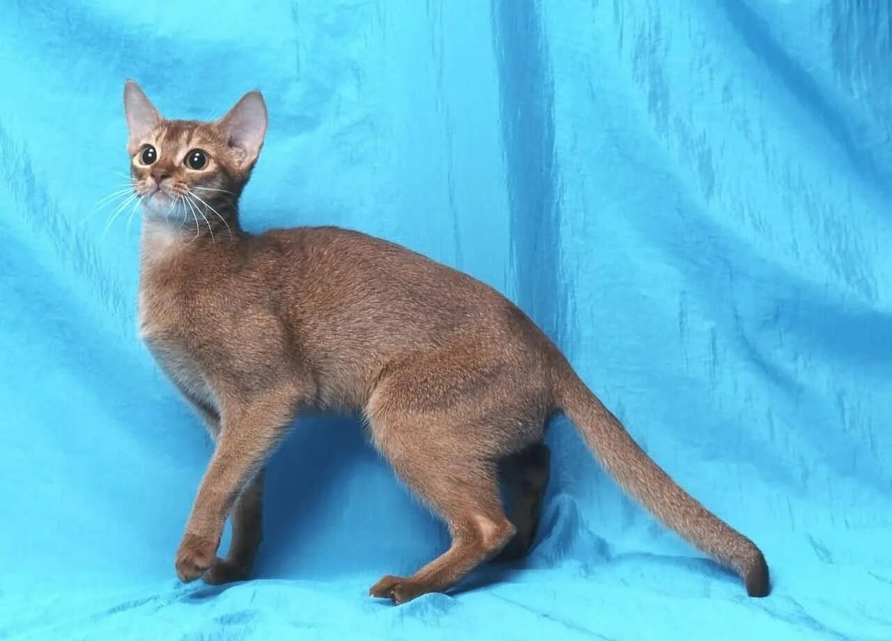 Абиссинец фавн. Абиссинская кошка фавн. Абиссинская голубая кошка. Абиссинская кошка голубая. Абиссинский кот голубой.