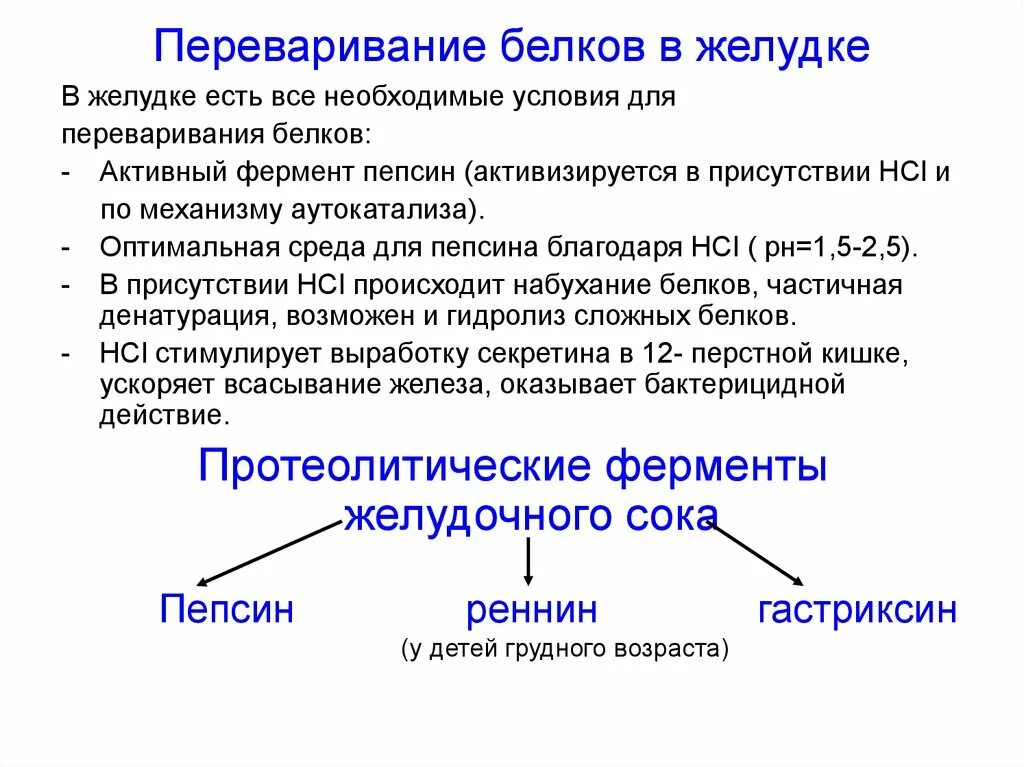 Фермент переваривающий белки. Переваривание белков в желудке. Переваривпние белка в желудке. Переваривание белков в ЖКТ. Ферменты переваривания белков в ЖКТ.