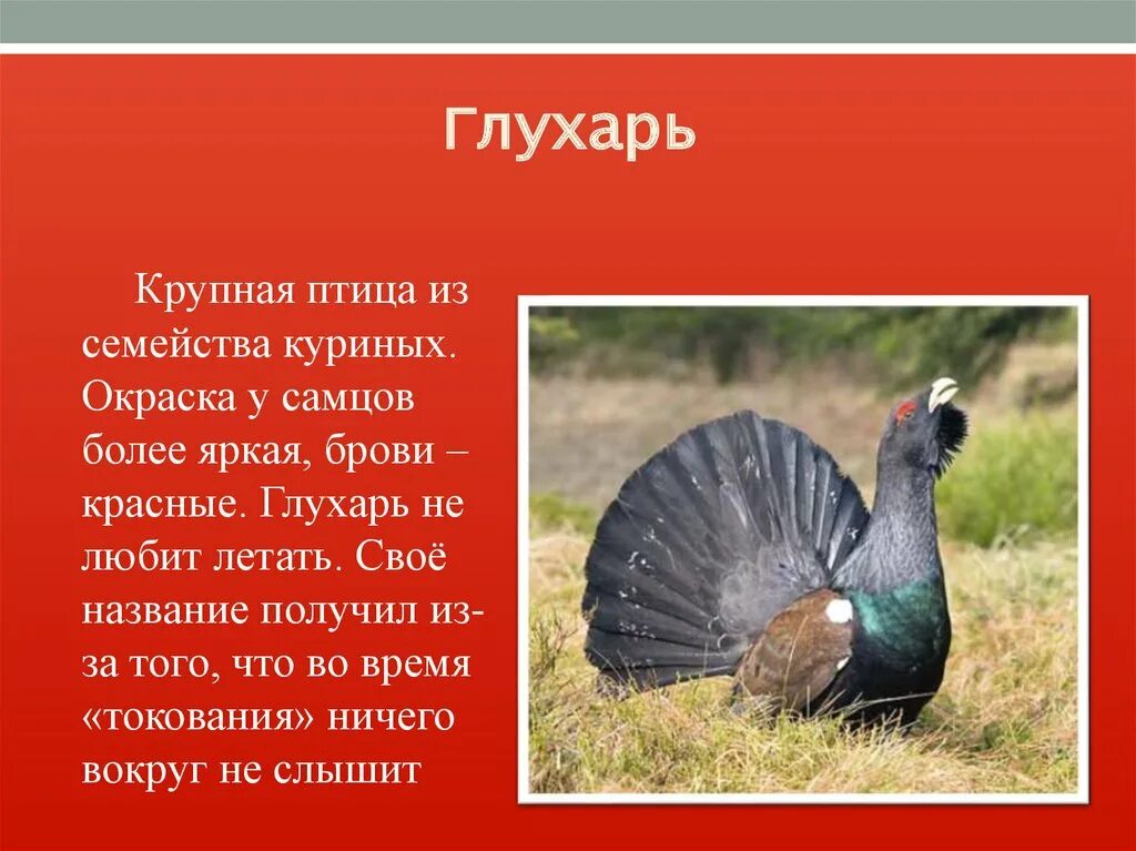 Глухарь красная книга. Чернобрюхий глухарь. Интересная информация о глухаре. Редкие птицы. Глухарь чернобрюхий красная.