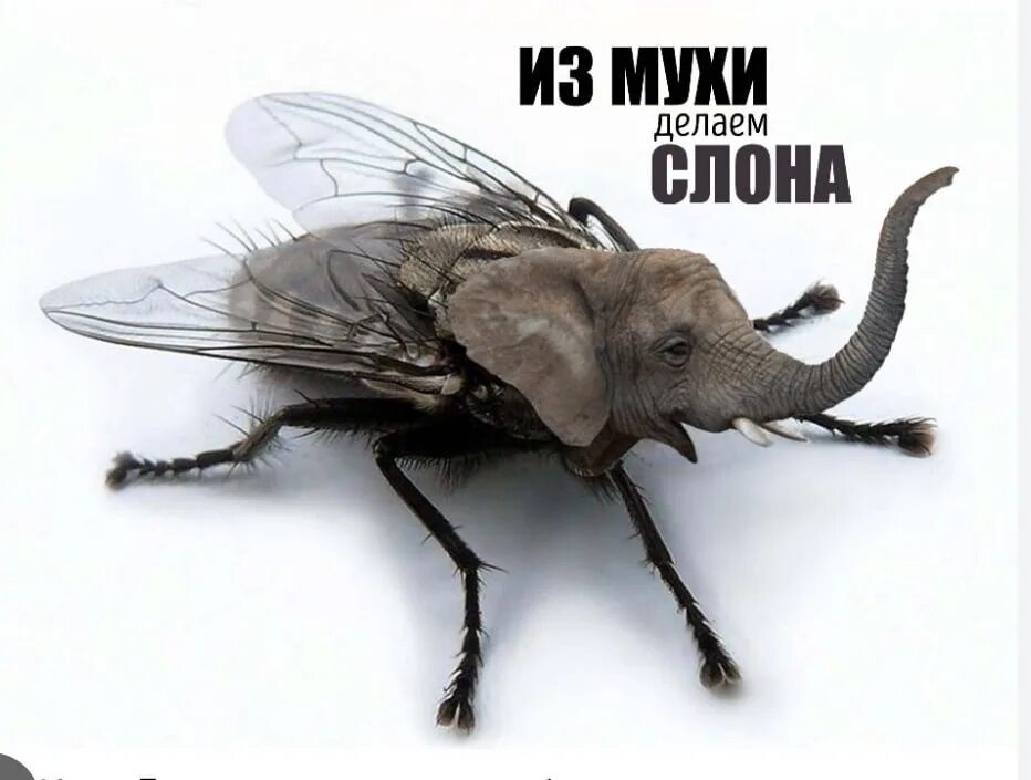 Превратить муху в слона. Летающий слон. Делать из мухи слона фразеологизм. Надувание из мухи слона. Летающий слоник.