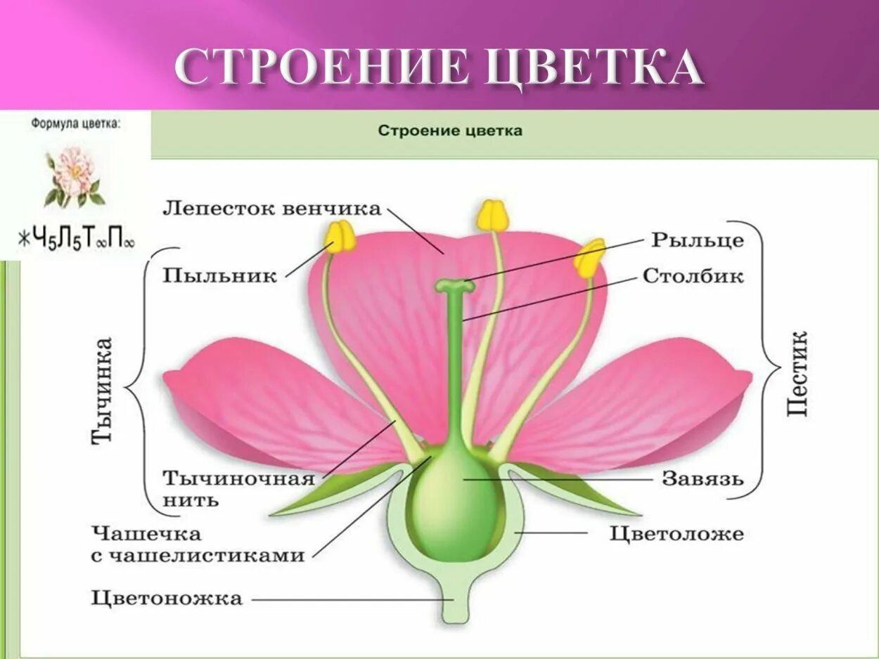 Как выглядит тычинка и пестик у цветка Review Day 3-Characteristics of all plants, classifying plants, the structure of