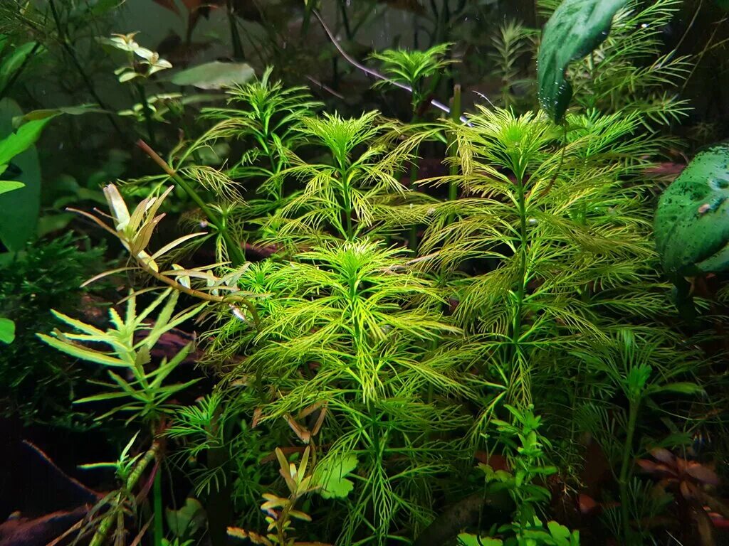 сагиттария аквариумное растение. анубис аквариумное растение на коряге. хедиотис зальцмана (hedyotis salzmannii). бакопа каролинская аквариумное растение. водоросли для аквариума 10 литров.