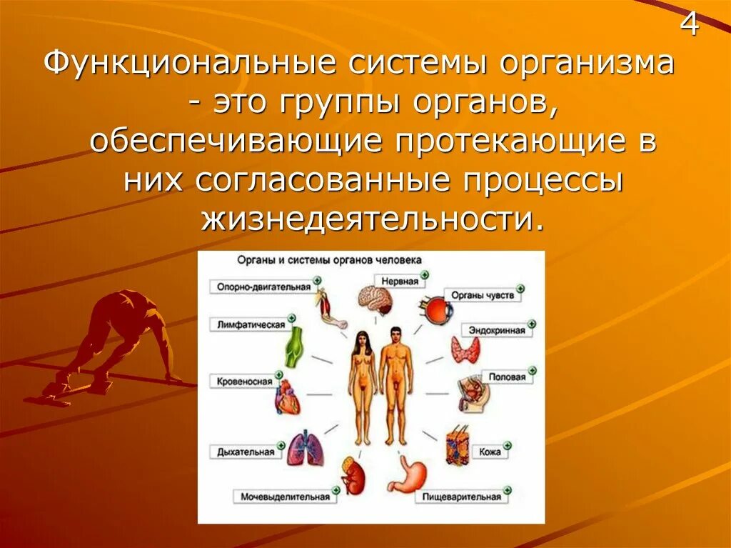 Частью каких систем является человек. Системы организма. Функциональные системы организма человека. Функциональные системы органов человека. Функциональная система органов.