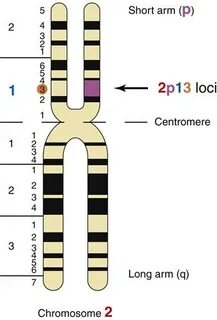 Локус 2