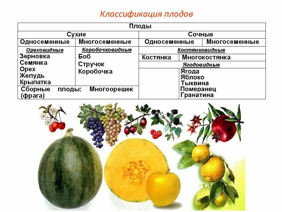 Плоды строение и классификация. Классификация сочных плодов. Плоды строение и классификация плодов. Классификация плодов кратко. Распределите предложенные растения по группам в зависимости