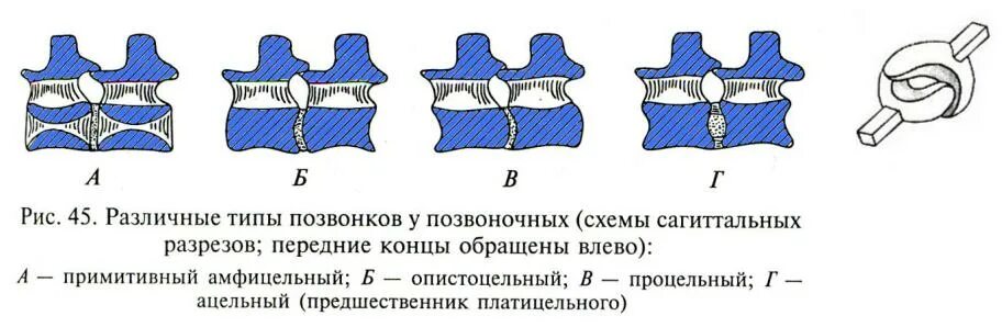 В позвоночнике птиц 2 отдела. Типы позвонков амфицельные процельные. Типы позвонков у позвоночных. Типы позвонков у животных. Типы позвонков процельные амфицельные таблица.