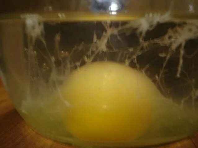 Желток при выкатывании яйцом. Диагностика выкатывания яйцом. Яйцо после выкатывания. Желток порча. Яйцо после выкатывания.