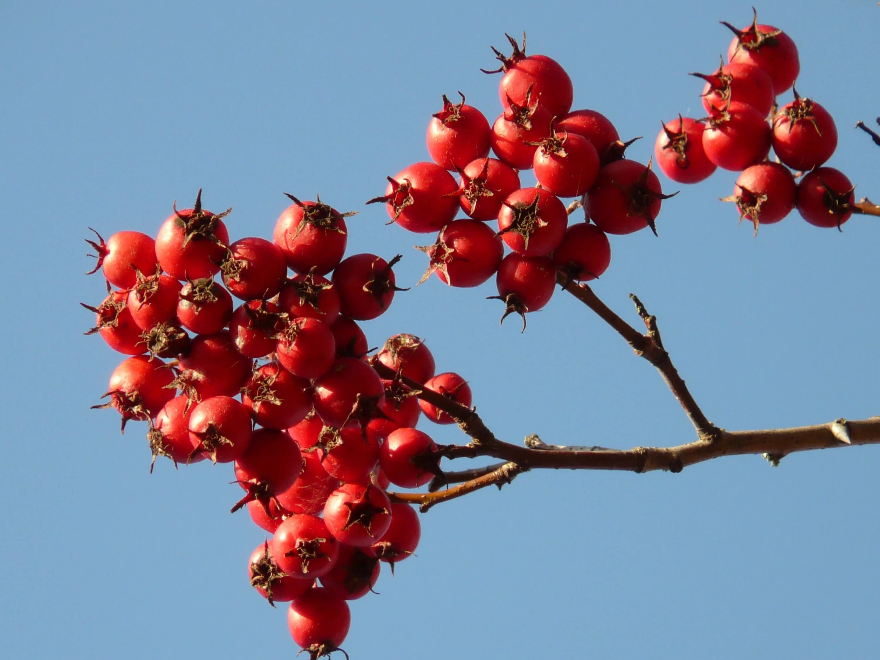 Красная тута. Боярышник Максимовича (Crataegus maximowiczii). Боярки в Узбекистане. Боярышник плоды. Crataegus coccinea.