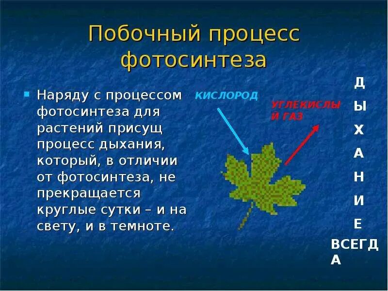 Дыхание растений происходит в темноте. Презентация на тему фотосинтез. процесс фотосинтеза 6 класс. фотосинтез презентация 6 класс. фотосинтез растений 6 класс.