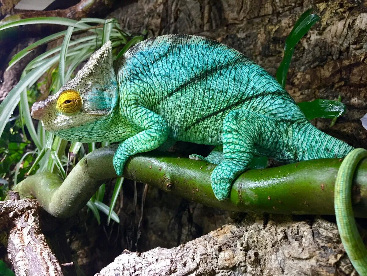 Chameleon перевод. Хамелеон Хогнела. Calumma parsonii. Хамелеон в Португалии. Хамелеон меняет цвет.