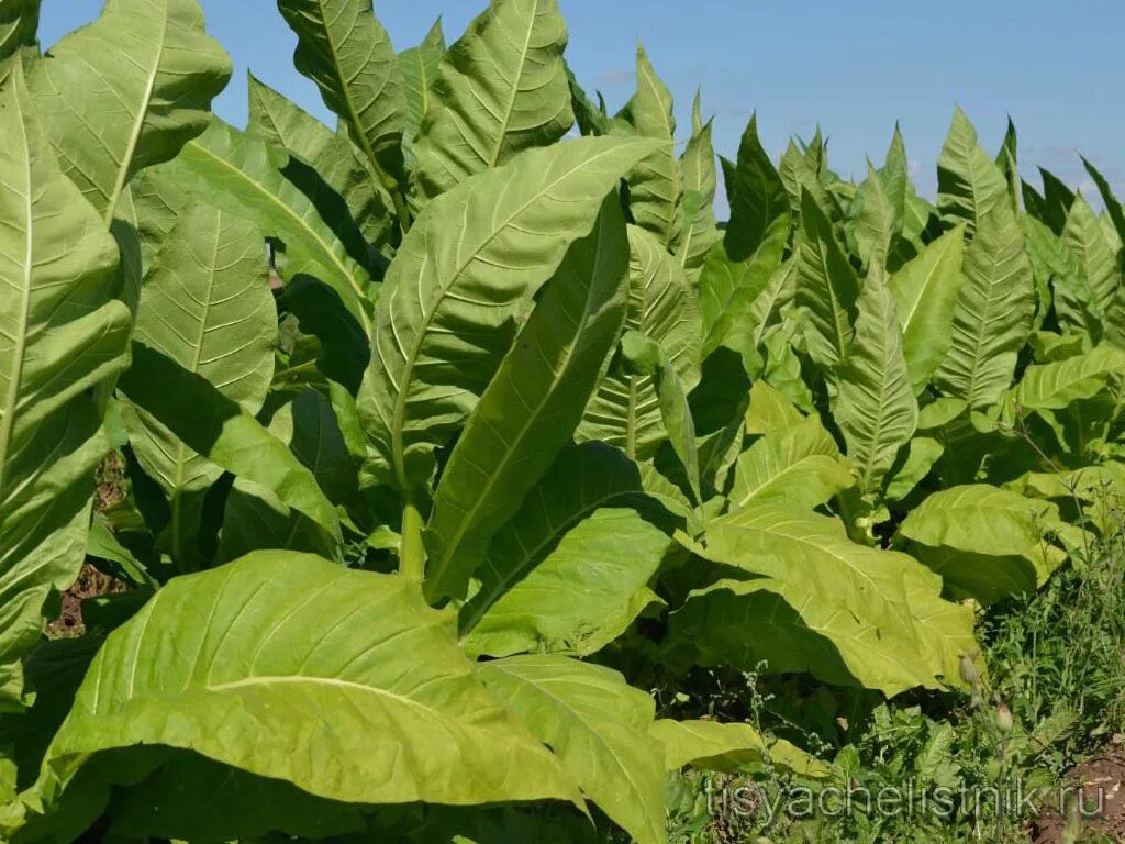 Табак курительный Пасленовые. Растение Nicotiana tabacum. Табак махорка (Nicotiana Rustica l.). Табак Лесной (Nicotiana Sylvestris).