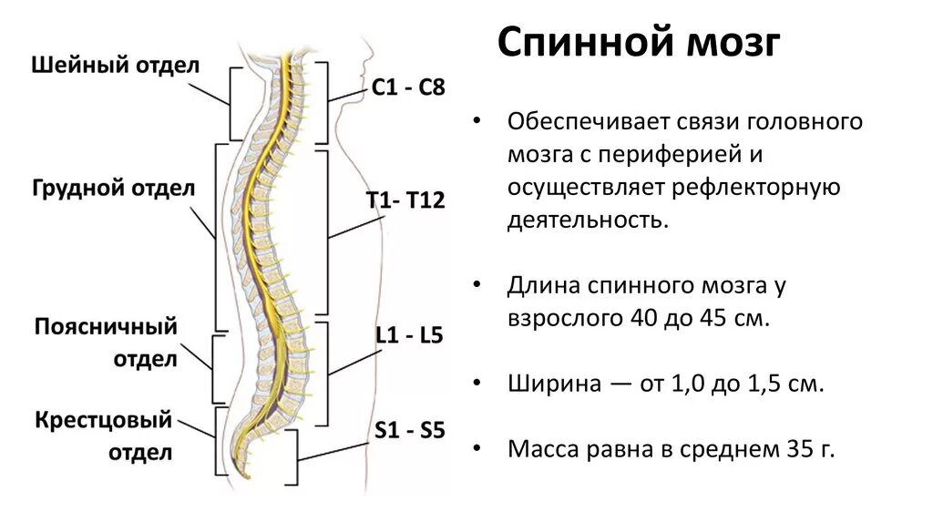 Поперечный отдел спинного мозга. Топография утолщений спинного мозга. Расширения спинного мозга анатомия. Отделы спинного мозга спинного мозга.