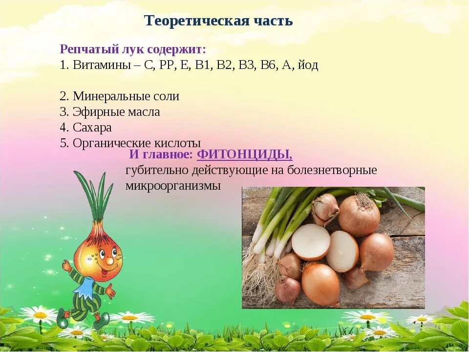 Витамины содержащиеся в луке репчатом. Витамины в луке репчатом. проект зеленый лук. лук репчатый проект.