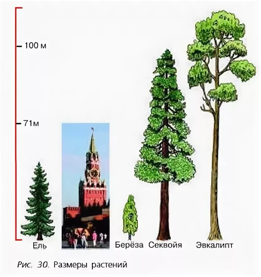 акация строение форма листовой пластинки. размеры разных растений. корни томата глубина проникновения. семейство цветов двудольных таблица. биоритмы растений цветочные часы.
