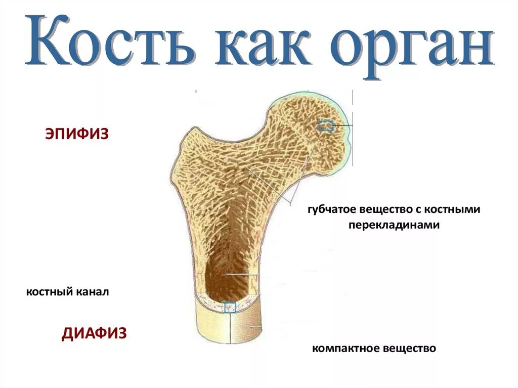 В костях и т д. Строение компактного и губчатого вещества кости. Костная ткань компактное вещество губчатое вещество. Губчатая и компактная костная ткань. Кость компактное и губчатое вещество.