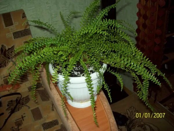 домашний папоротник сохнет. нефролепис рассеченный. папоротник нефролепис болезни. папоротник желтеет. комнатный папоротник сохнет.