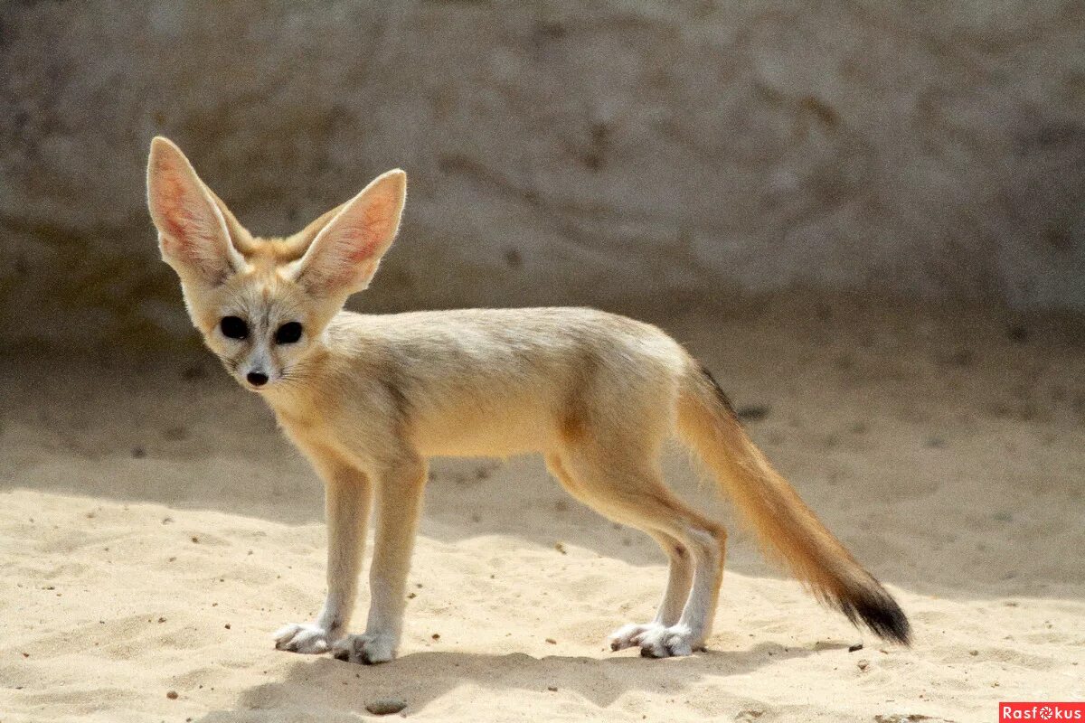 Фенек степная лисица. Лисички фенек в пустыни. В какой зоне фенек. В какой зоне фенек. Фенек.