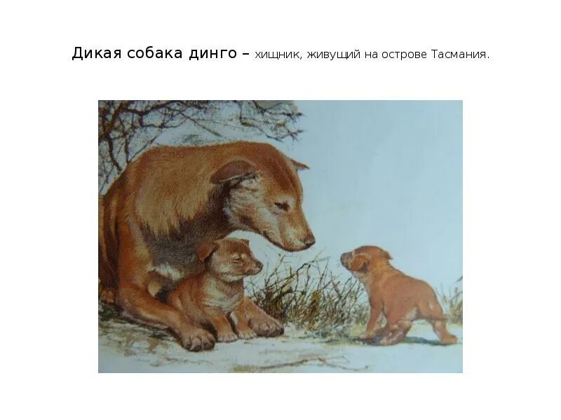 Дикая собака динго аудио по главам. Дикая собака динго. повесть дикая собака динго. дикая собака динго хищник. динго хищник.