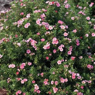 Potentilla fruticosa pink paradise