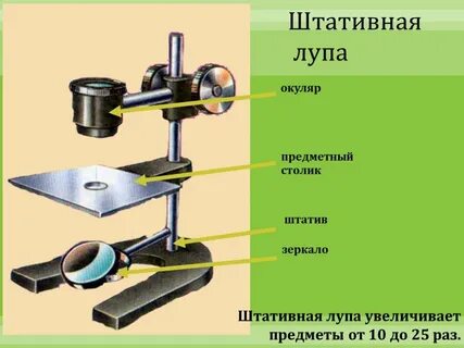 Микроскоп это прибор увеличивающий изображение в несколько