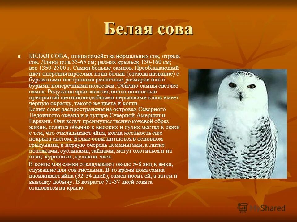 Полярная сова презентация 4 класс