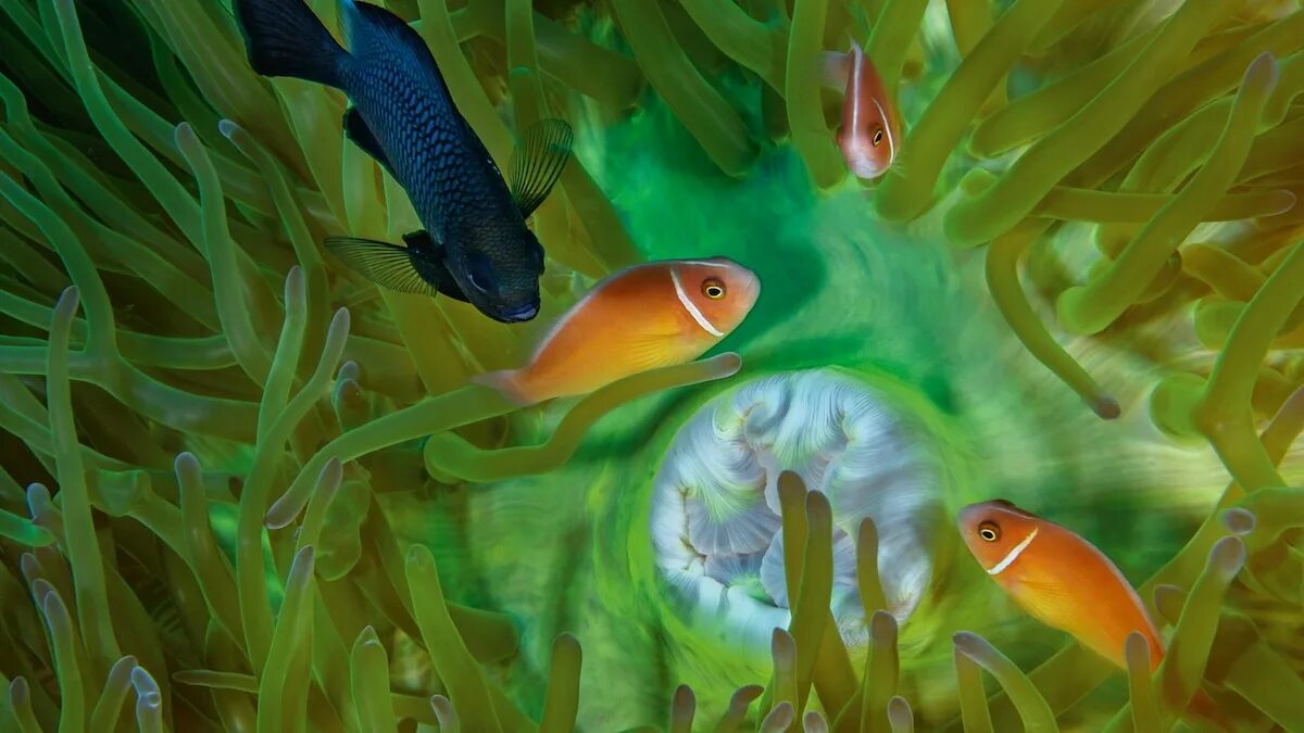 Водоросли мальки рыб окунь. Рыбки в водорослях. подводный мир. рыбы питающиеся водорослями. рыбка прячется.
