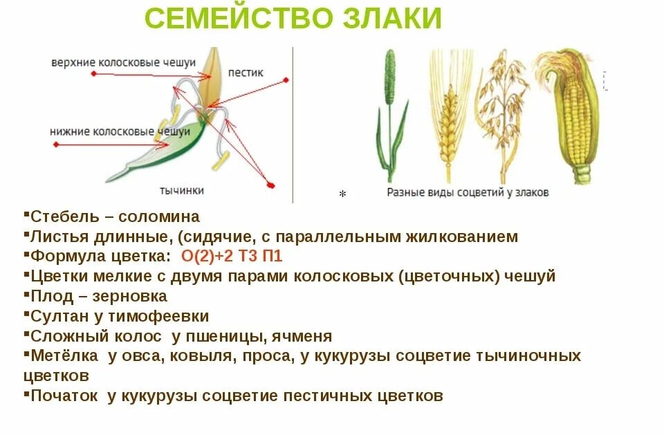 Однодольные двудольные хвойные листостебельные. Семейство однодольных злаковые строение. Семейство злаки Мятликовые плод. Строение строение семейства злаковые однодольных. Строение цветков семейства злаковые.